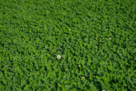 Lawn Clover 2.jpg